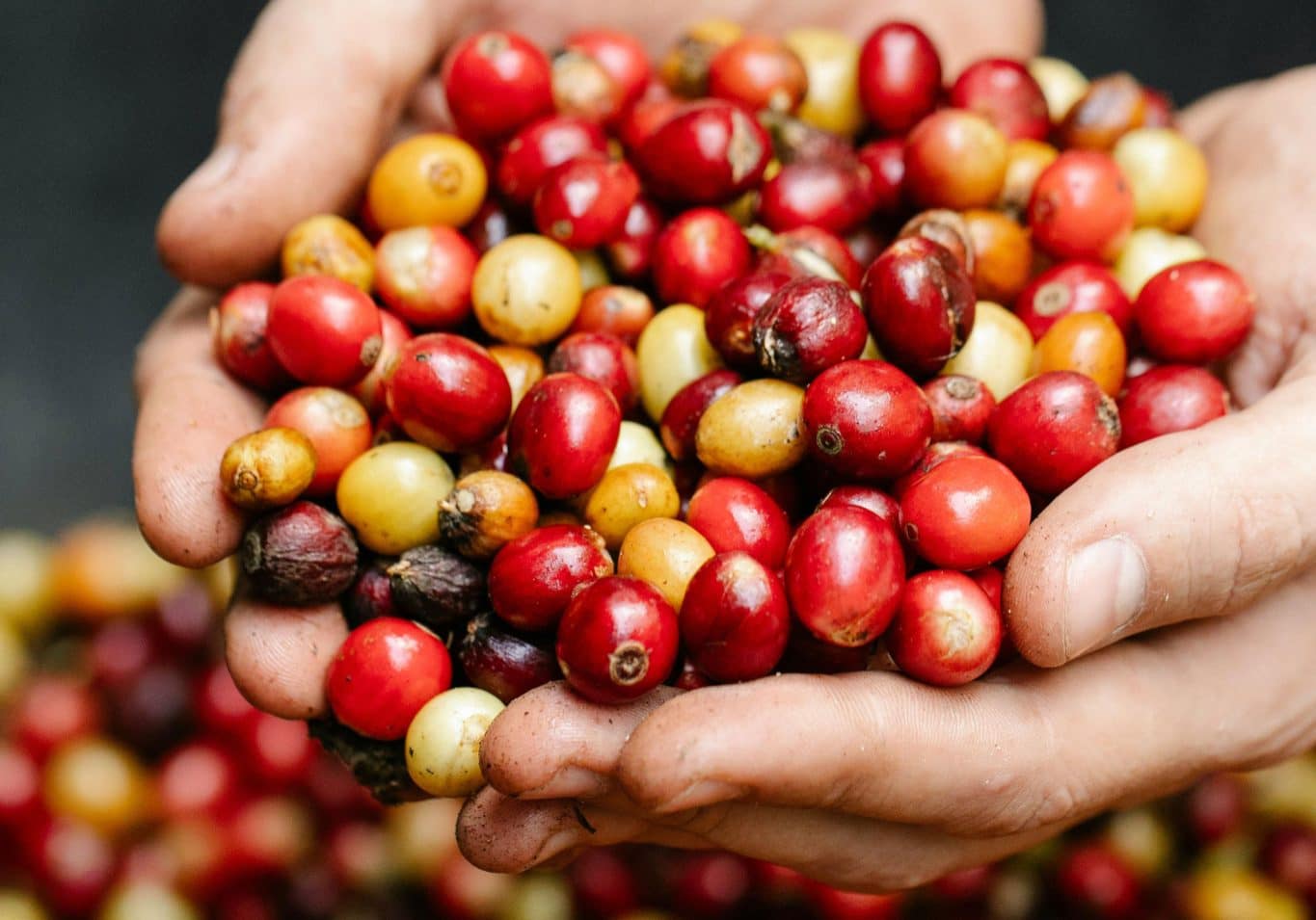 organic-coffee-red-cherries